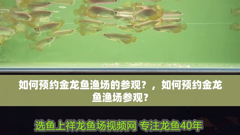 如何預(yù)約金龍魚漁場的參觀？，如何預(yù)約金龍魚漁場參觀？