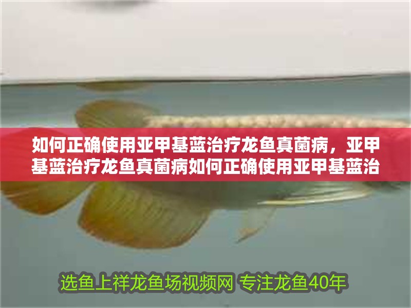 如何正確使用亞甲基藍(lán)治療龍魚真菌病，亞甲基藍(lán)治療龍魚真菌病如何正確使用亞甲基藍(lán)治療龍魚真菌病