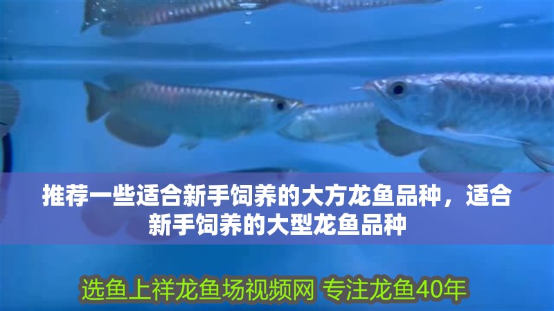 推薦一些適合新手飼養(yǎng)的大方龍魚品種，適合新手飼養(yǎng)的大型龍魚品種
