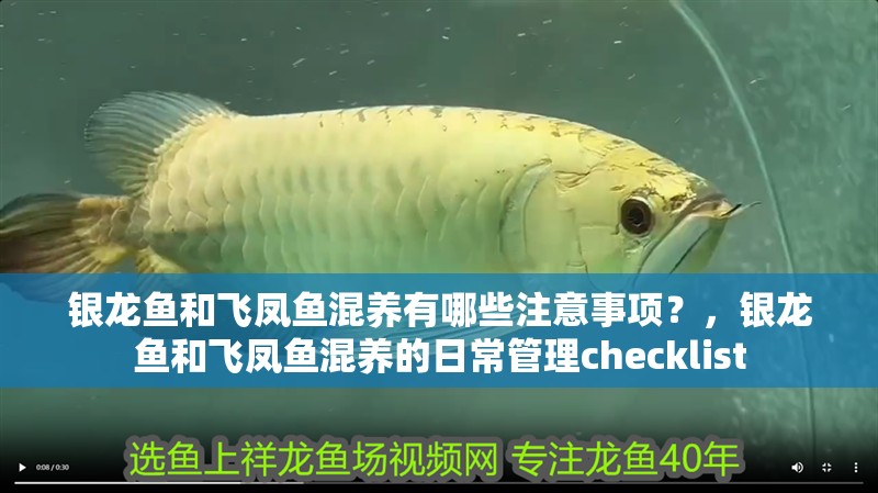 銀龍魚和飛鳳魚混養有哪些注意事項？，銀龍魚和飛鳳魚混養的日常管理checklist