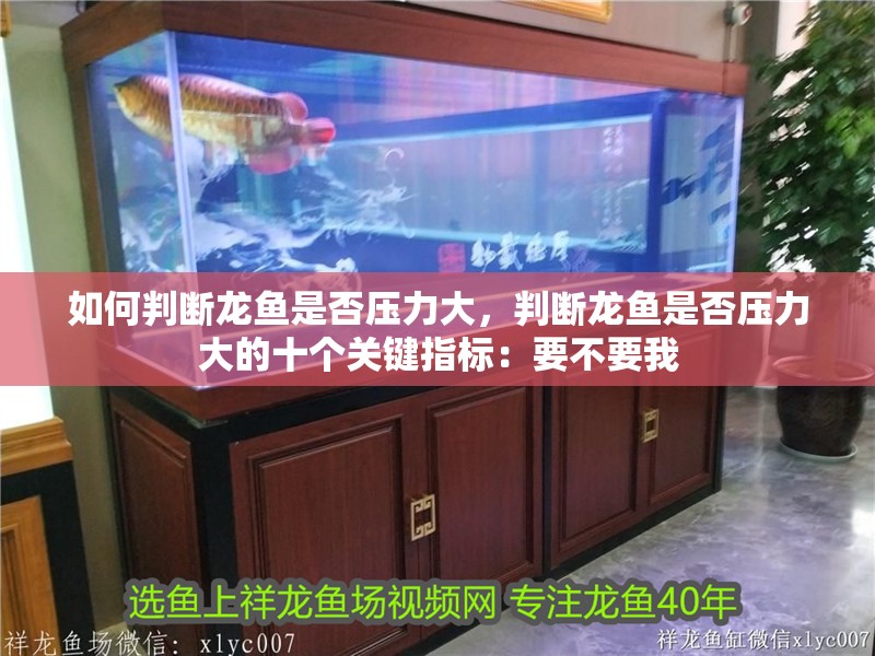 如何判斷龍魚是否壓力大，判斷龍魚是否壓力大的十個關鍵指標：要不要我