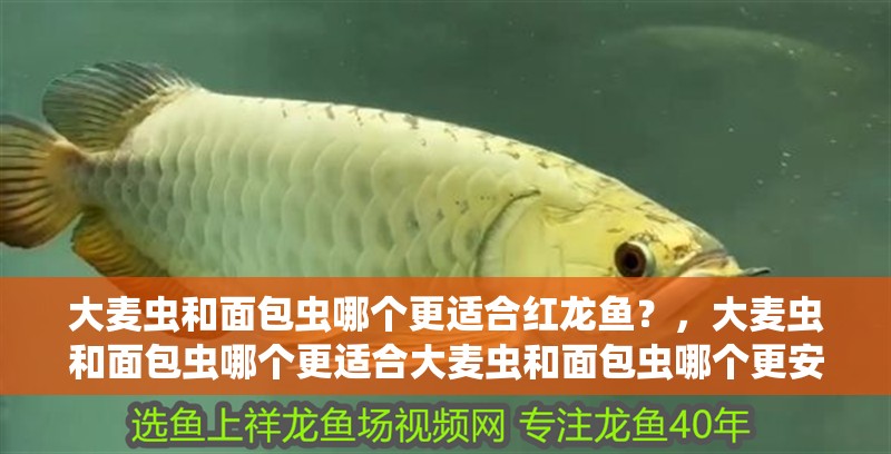 大麥蟲和面包蟲哪個更適合紅龍魚？，大麥蟲和面包蟲哪個更適合大麥蟲和面包蟲哪個更安全