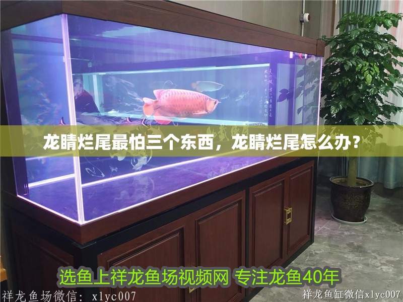 龍睛爛尾最怕三個東西，龍睛爛尾怎么辦？