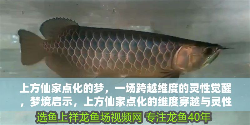 上方仙家點化的夢，一場跨越維度的靈性覺醒，夢境啟示，上方仙家點化的維度穿越與靈性覺醒