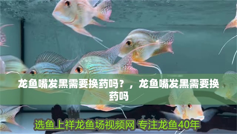 龍魚嘴發黑需要換藥嗎?,龍魚嘴發黑需要換藥嗎