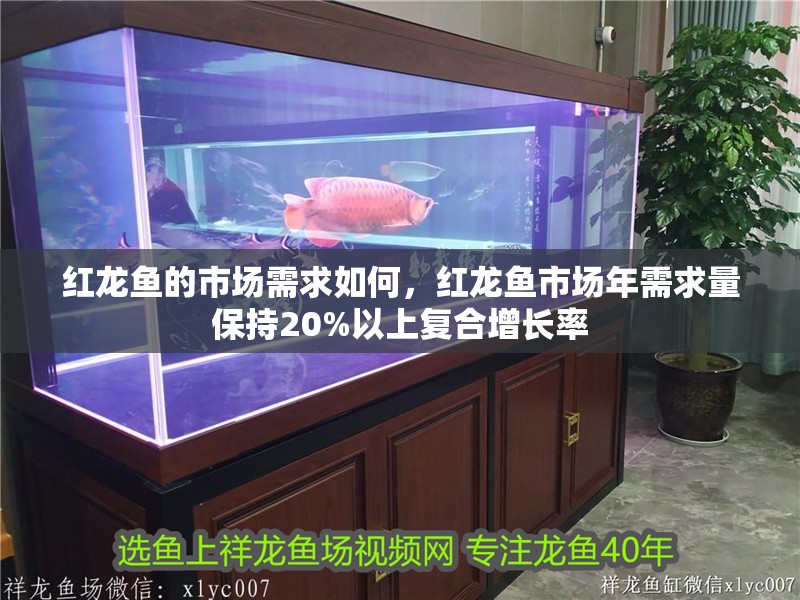紅龍魚的市場需求如何，紅龍魚市場年需求量保持20%以上復合增長率