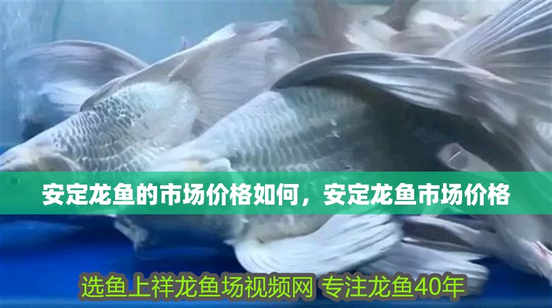 安定龍魚的市場價格如何，安定龍魚市場價格