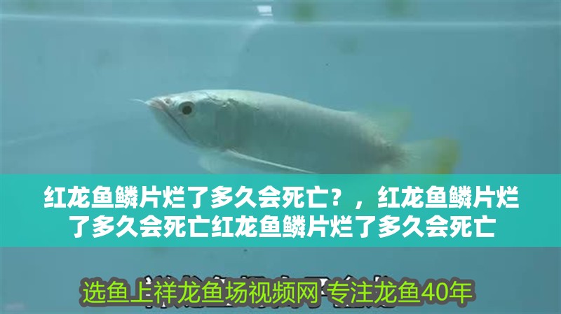 紅龍魚鱗片爛了多久會死亡？，紅龍魚鱗片爛了多久會死亡紅龍魚鱗片爛了多久會死亡