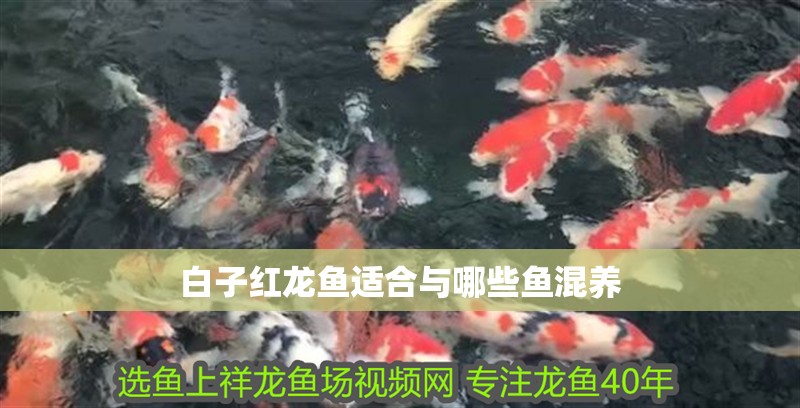 白子紅龍魚適合與哪些魚混養