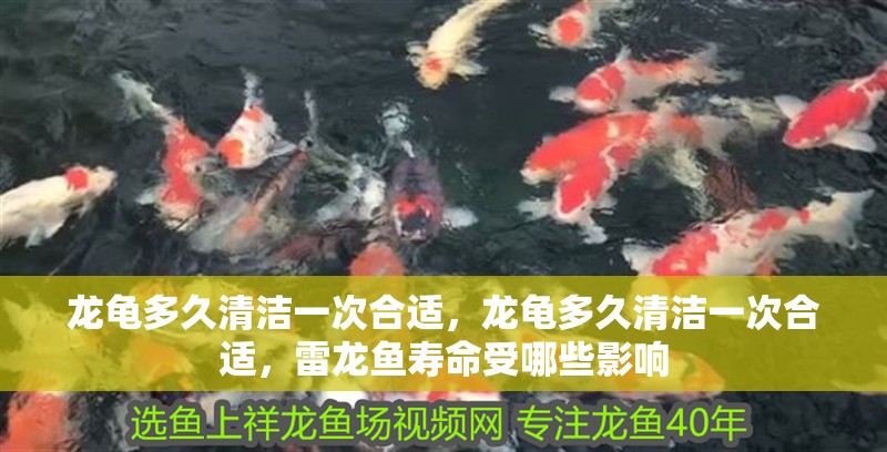 龍龜多久清潔一次合適，龍龜多久清潔一次合適，雷龍魚壽命受哪些影響