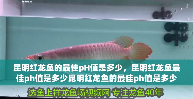 昆明紅龍魚的最佳pH值是多少，昆明紅龍魚最佳ph值是多少昆明紅龍魚的最佳ph值是多少