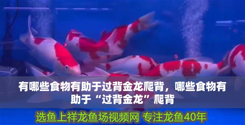 有哪些食物有助于過背金龍爬背，哪些食物有助于“過背金龍”爬背