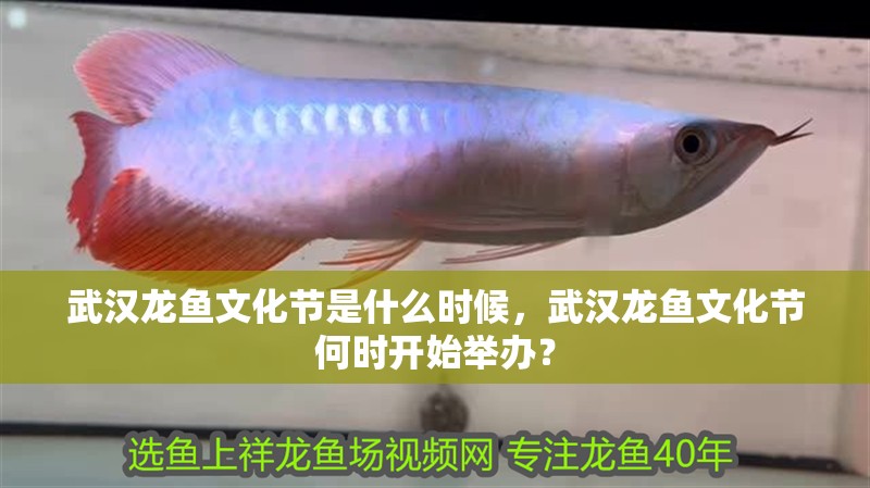 武漢龍魚文化節是什么時候，武漢龍魚文化節何時開始舉辦？