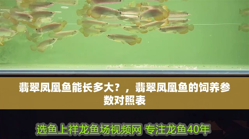 翡翠鳳凰魚能長多大？，翡翠鳳凰魚的飼養參數對照表
