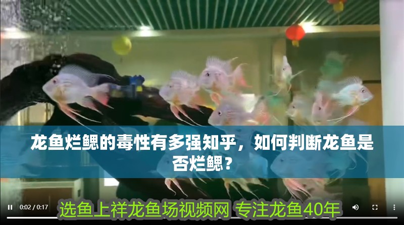 龍魚爛鰓的毒性有多強知乎，如何判斷龍魚是否爛鰓？