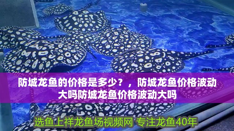 防城龍魚的價格是多少？，防城龍魚價格波動大嗎防城龍魚價格波動大嗎