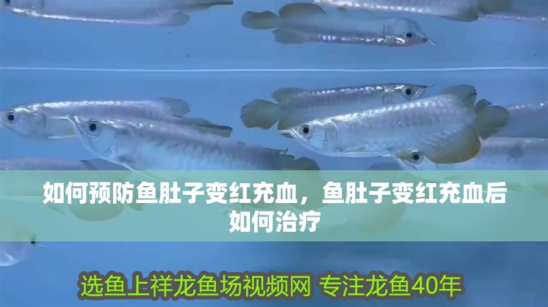 如何預防魚肚子變紅充血，魚肚子變紅充血后如何治療