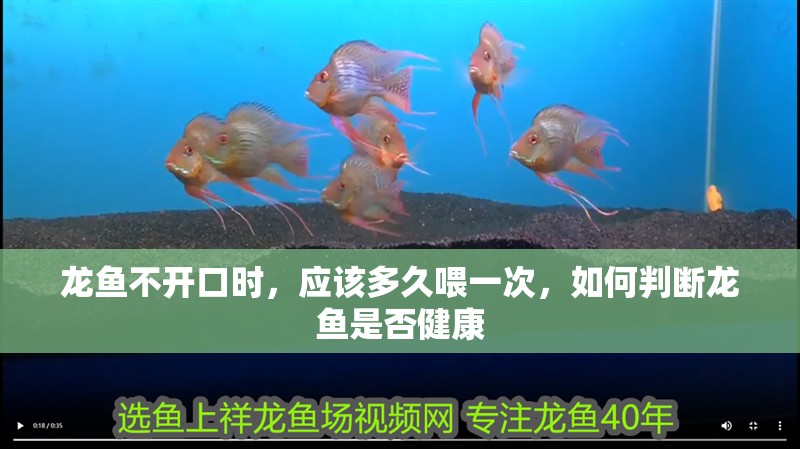龍魚不開口時，應該多久喂一次，如何判斷龍魚是否健康