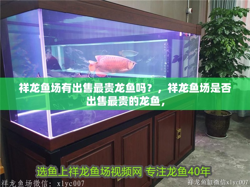 祥龍魚場有出售最貴龍魚嗎？，祥龍魚場是否出售最貴的龍魚，
