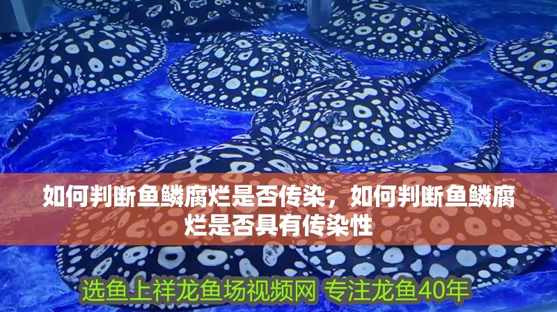 如何判斷魚鱗腐爛是否傳染，如何判斷魚鱗腐爛是否具有傳染性