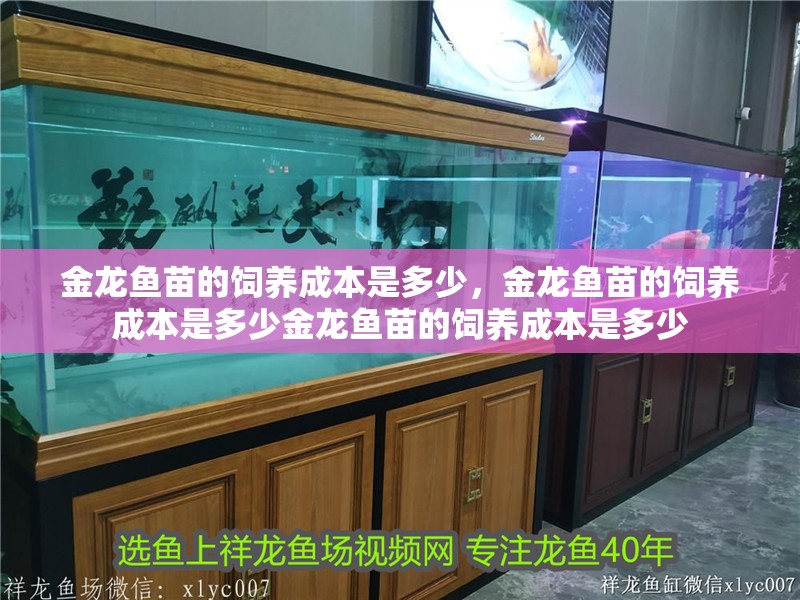 金龍魚苗的飼養成本是多少，金龍魚苗的飼養成本是多少金龍魚苗的飼養成本是多少