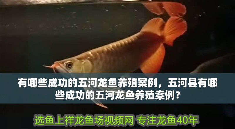 有哪些成功的五河龍魚養殖案例，五河縣有哪些成功的五河龍魚養殖案例？