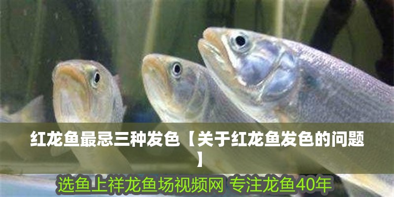 紅龍魚最忌三種發色【關于紅龍魚發色的問題】