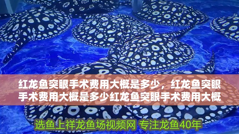 紅龍魚突眼手術(shù)費(fèi)用大概是多少，紅龍魚突眼手術(shù)費(fèi)用大概是多少紅龍魚突眼手術(shù)費(fèi)用大概是多少