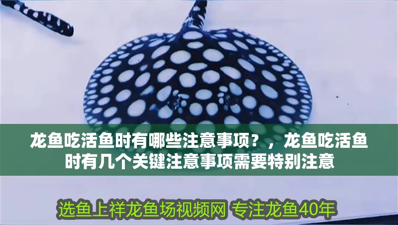 龍魚吃活魚時有哪些注意事項？，龍魚吃活魚時有幾個關鍵注意事項需要特別注意