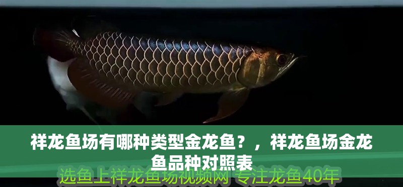 祥龍魚場有哪種類型金龍魚?,祥龍魚場金龍魚品種對照表