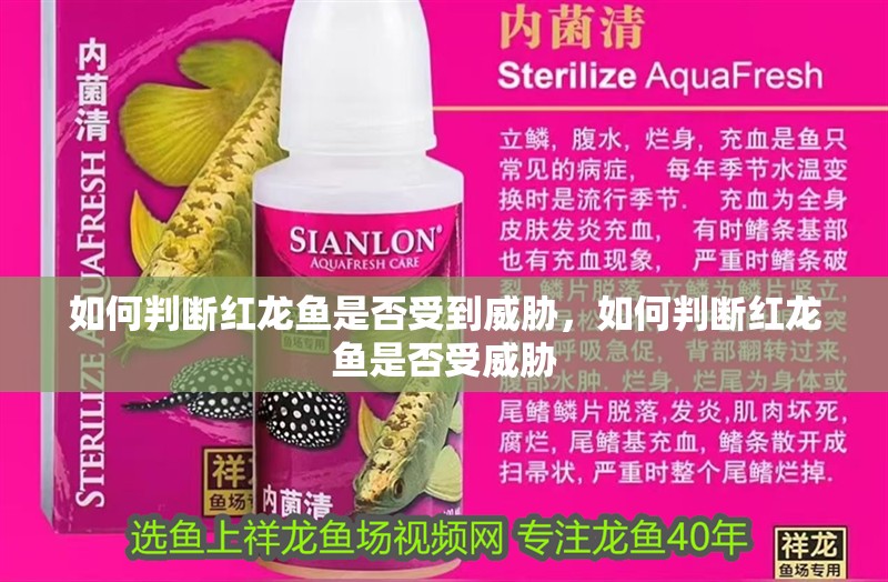 如何判斷紅龍魚是否受到威脅,如何判斷紅龍魚是否受威脅
