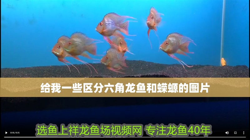 給我一些區分六角龍魚和蠑螈的圖片