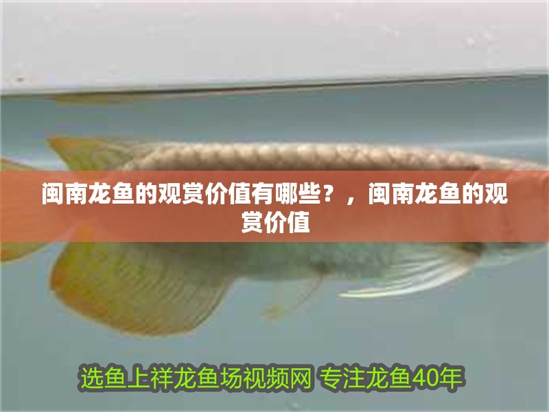 閩南龍魚的觀賞價值有哪些？，閩南龍魚的觀賞價值