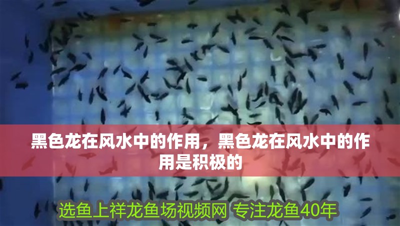 黑色龍在風水中的作用,黑色龍在風水中的作用是積極的