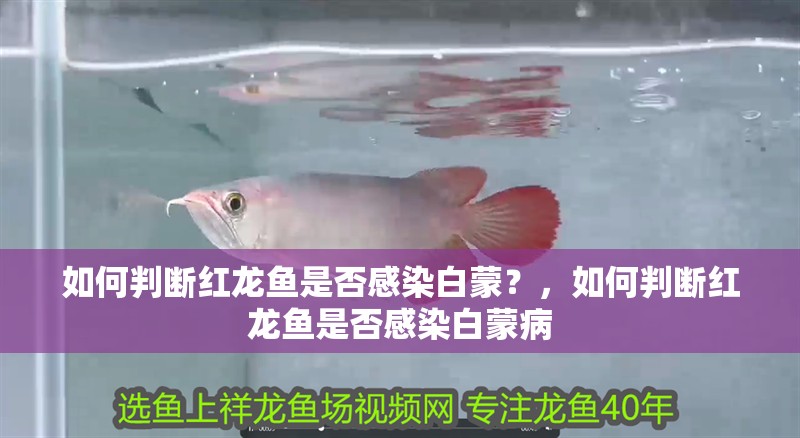 如何判斷紅龍魚是否感染白蒙？，如何判斷紅龍魚是否感染白蒙病
