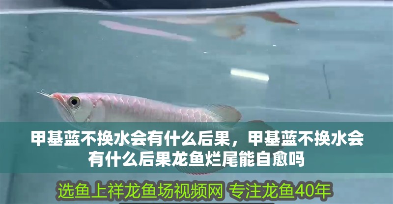 甲基藍不換水會有什么后果，甲基藍不換水會有什么后果龍魚爛尾能自愈嗎