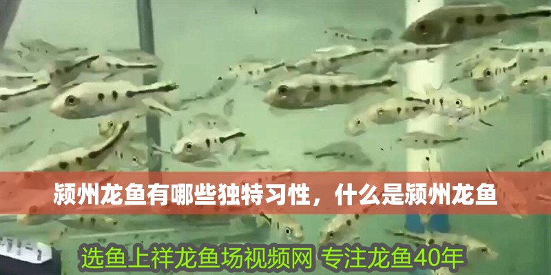 潁州龍魚有哪些獨特習性,什么是潁州龍魚