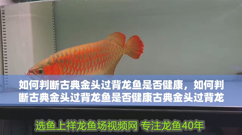 如何判斷古典金頭過背龍魚是否健康，如何判斷古典金頭過背龍魚是否健康古典金頭過背龍魚