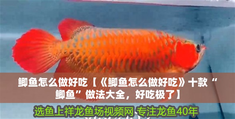 鯽魚怎么做好吃【《鯽魚怎么做好吃》十款“鯽魚”做法大全，好吃極了】