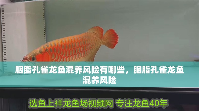 胭脂孔雀龍魚混養風險有哪些，胭脂孔雀龍魚混養風險