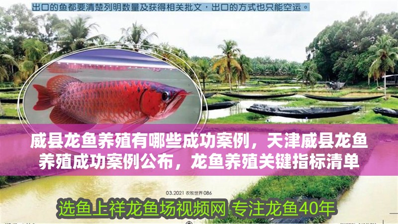 威縣龍魚養殖有哪些成功案例，天津威縣龍魚養殖成功案例公布，龍魚養殖關鍵指標清單