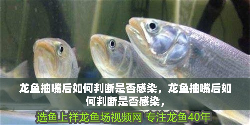 龍魚抽嘴后如何判斷是否感染，龍魚抽嘴后如何判斷是否感染，