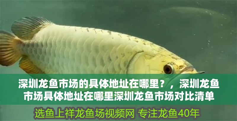 深圳龍魚市場(chǎng)的具體地址在哪里？，深圳龍魚市場(chǎng)具體地址在哪里深圳龍魚市場(chǎng)對(duì)比清單