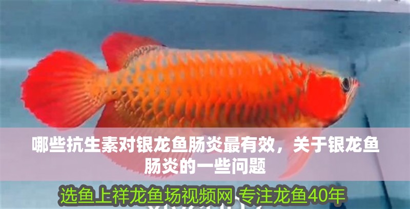 哪些抗生素對銀龍魚腸炎最有效，關于銀龍魚腸炎的一些問題