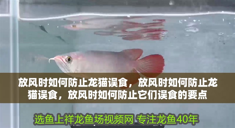 放風時如何防止龍貓誤食，放風時如何防止龍貓誤食，放風時如何防止它們誤食的要點