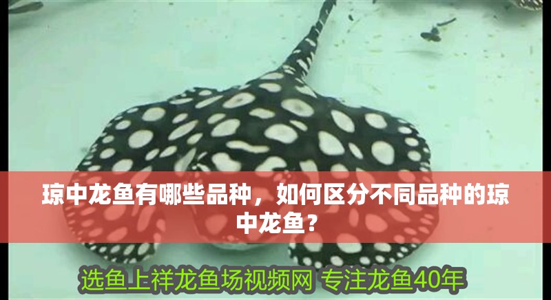 瓊中龍魚有哪些品種，如何區(qū)分不同品種的瓊中龍魚？