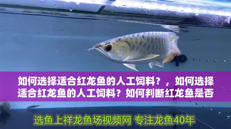 如何選擇適合紅龍魚的人工飼料？，如何選擇適合紅龍魚的人工飼料？如何判斷紅龍魚是否健康？