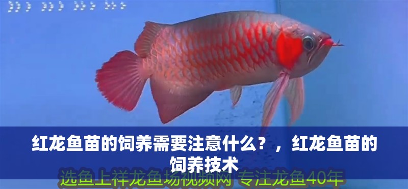 紅龍魚苗的飼養需要注意什么?,紅龍魚苗的飼養技術
