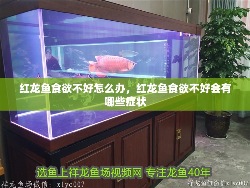 紅龍魚(yú)食欲不好怎么辦，紅龍魚(yú)食欲不好會(huì)有哪些癥狀