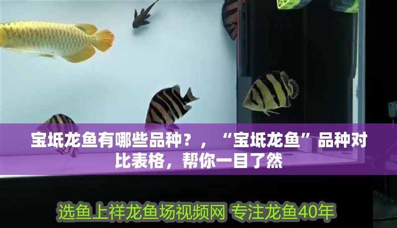 寶坻龍魚有哪些品種？，“寶坻龍魚”品種對比表格，幫你一目了然